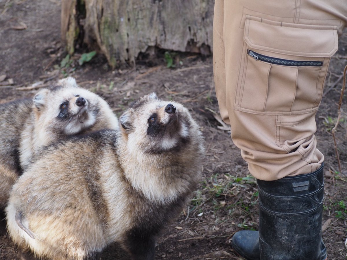 ご飯に対してのキラキラ目✨

2025年4月撮影

#円山動物園 
#エゾタヌキ