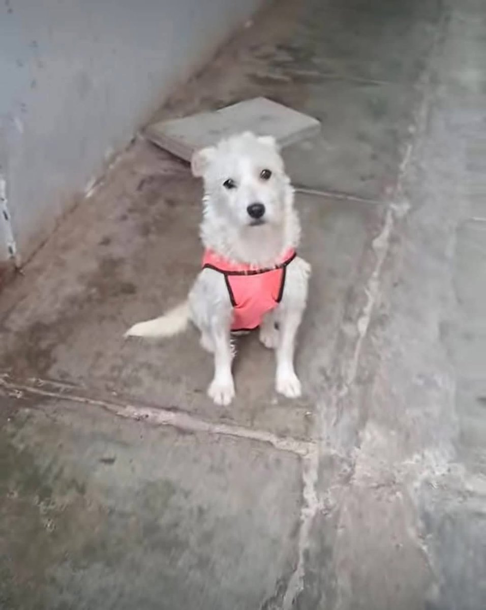 peravi's tweet image. Este monstruo desvivió de la peor manera a una perrita que solo pasaba por su costado en #trujillo  véanle la cara pues es un peligro para todos exigimos justicia por este angelito😭 no se merecía ese final @PoliciaPeru @MininterPeru que este desgraciado no quede libre 😭