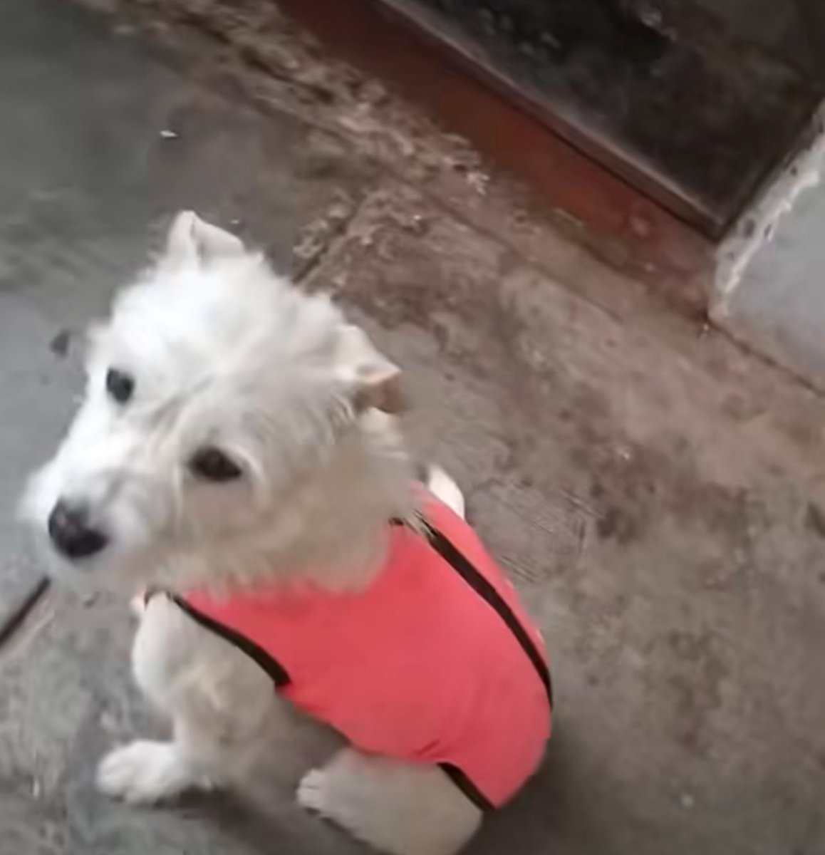 peravi's tweet image. Este monstruo desvivió de la peor manera a una perrita que solo pasaba por su costado en #trujillo  véanle la cara pues es un peligro para todos exigimos justicia por este angelito😭 no se merecía ese final @PoliciaPeru @MininterPeru que este desgraciado no quede libre 😭