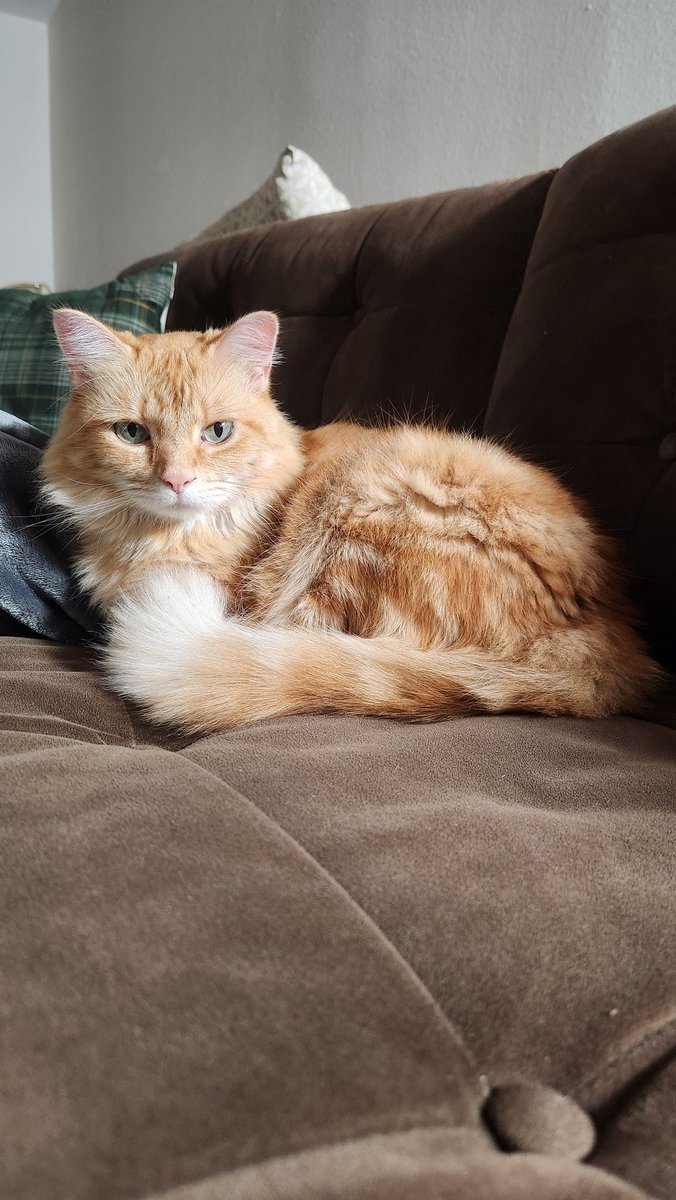 fuffier and orancher than the day Is long
