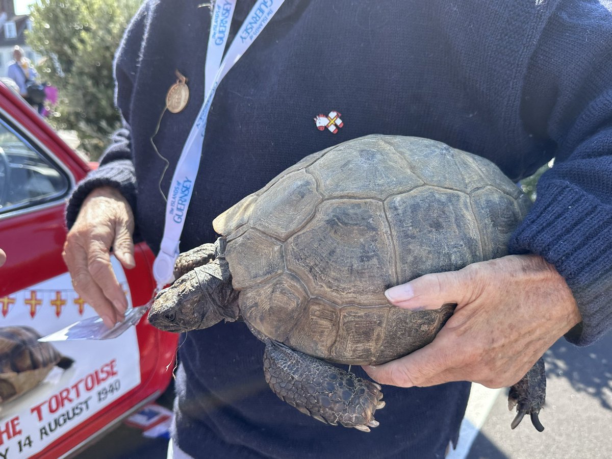 Managed to get a peep of 
Timmy the oldest living animal in #Guernsey, here she is 87 years old #liberation80 #LiberationDay <a href="/BBCGuernsey/">BBC Guernsey</a> <a href="/ITVChannelTV/">ITV Channel News</a>
