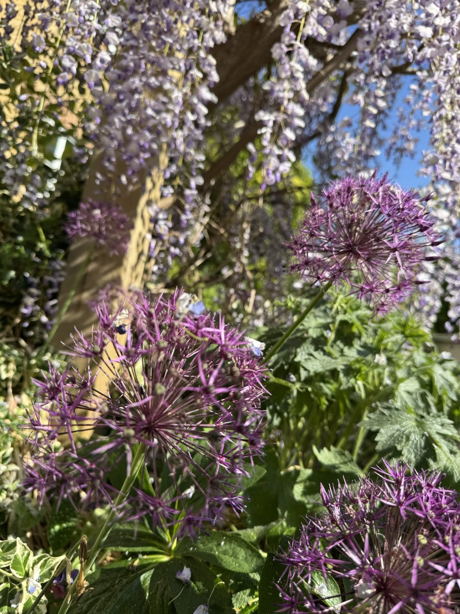 mark_g_hoban's tweet image. Great display of #wisteria - shades of lilac complemented by #allium and #clematis