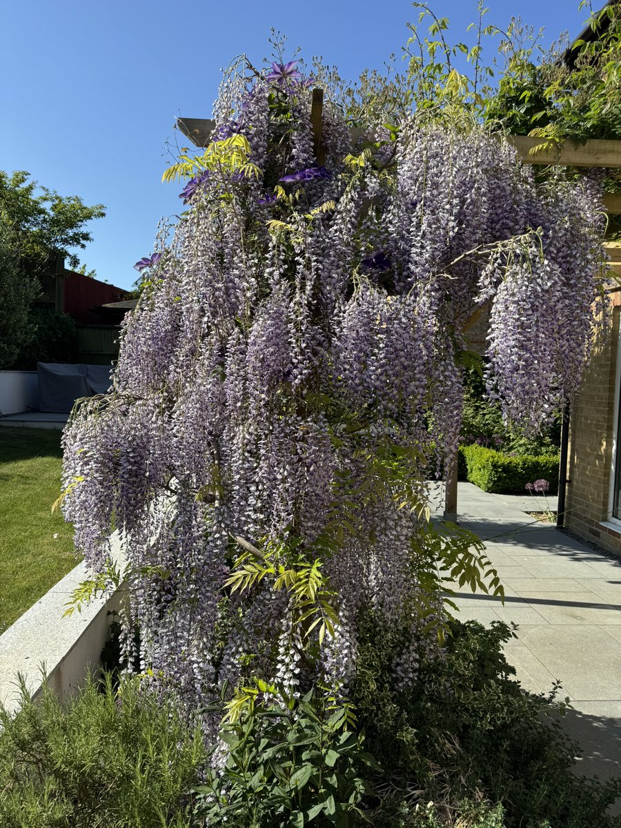 mark_g_hoban's tweet image. Great display of #wisteria - shades of lilac complemented by #allium and #clematis