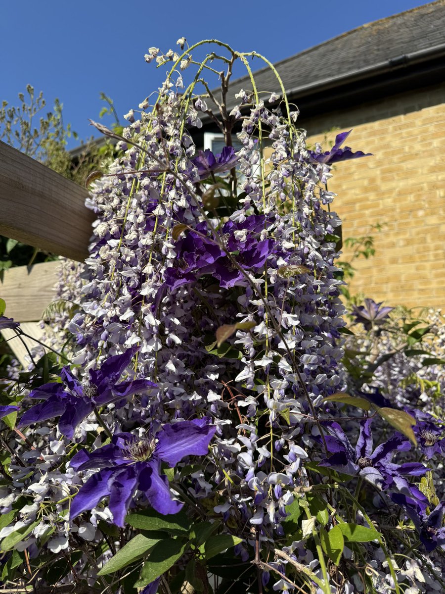 mark_g_hoban's tweet image. Great display of #wisteria - shades of lilac complemented by #allium and #clematis