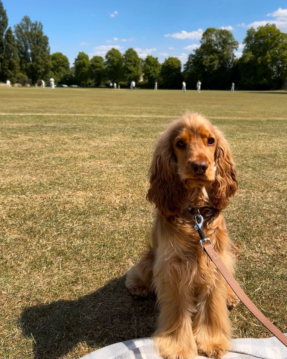 SandfordCricket's tweet photo. Full support for our first team today!
#dogsatcricket https://t.co/zUORgF3GyY