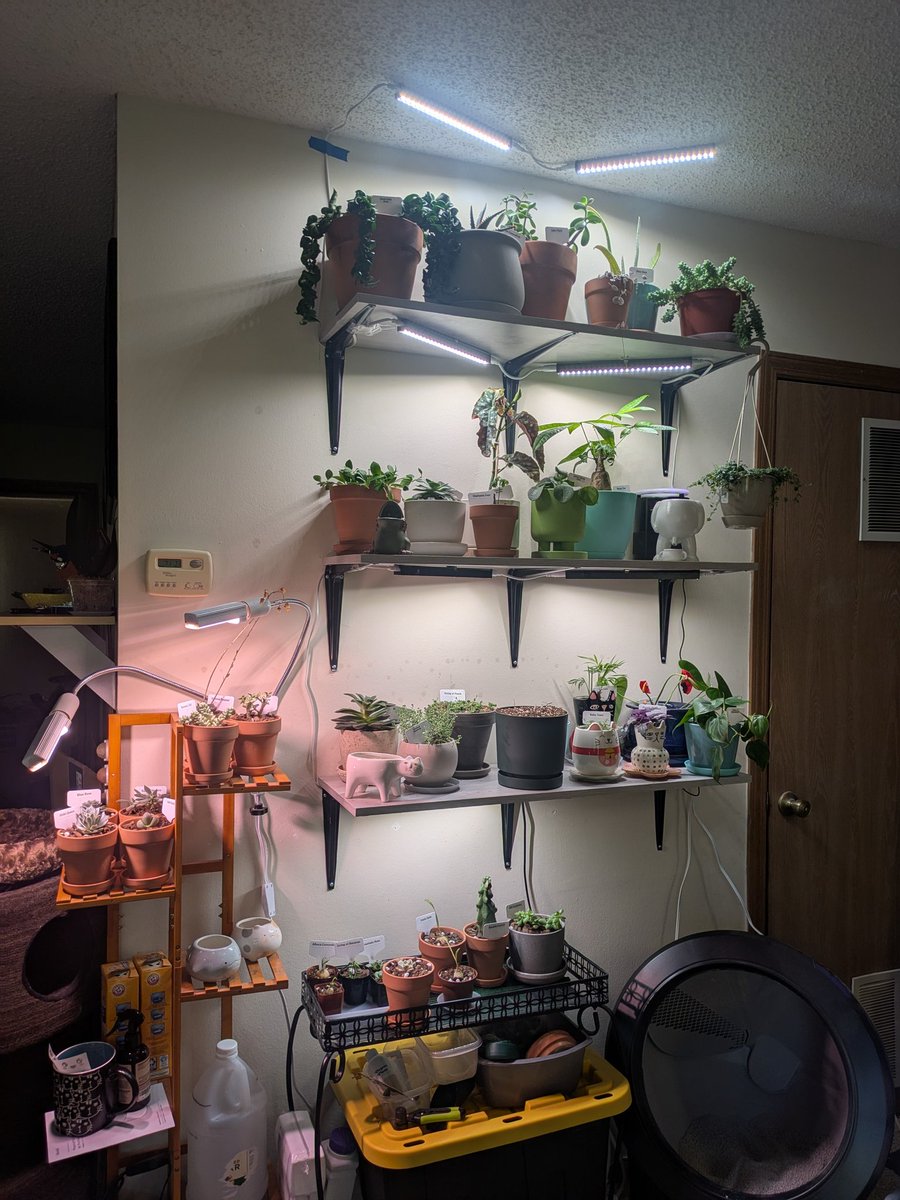 I might have a small plant problem.