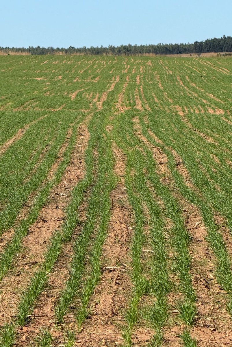 2025 Wheat season now on full throttle ….