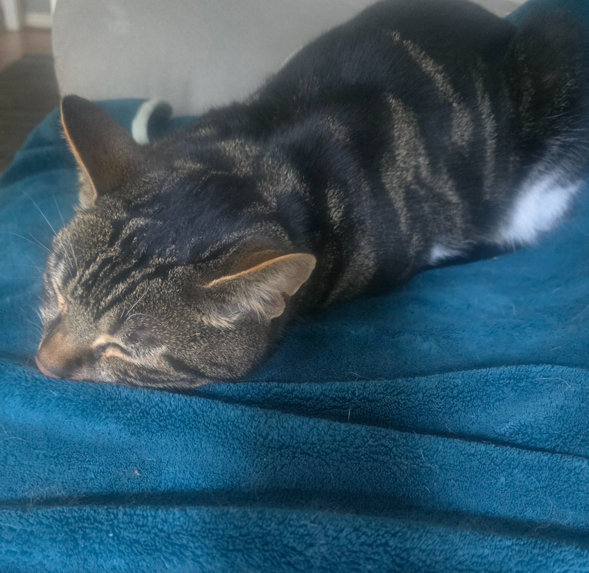 Mums put my blanket down for Mr Tabius as he's so sad. He came home at 3am and is so quiet. He jumped up and fell asleep straight away. ❤️🐾