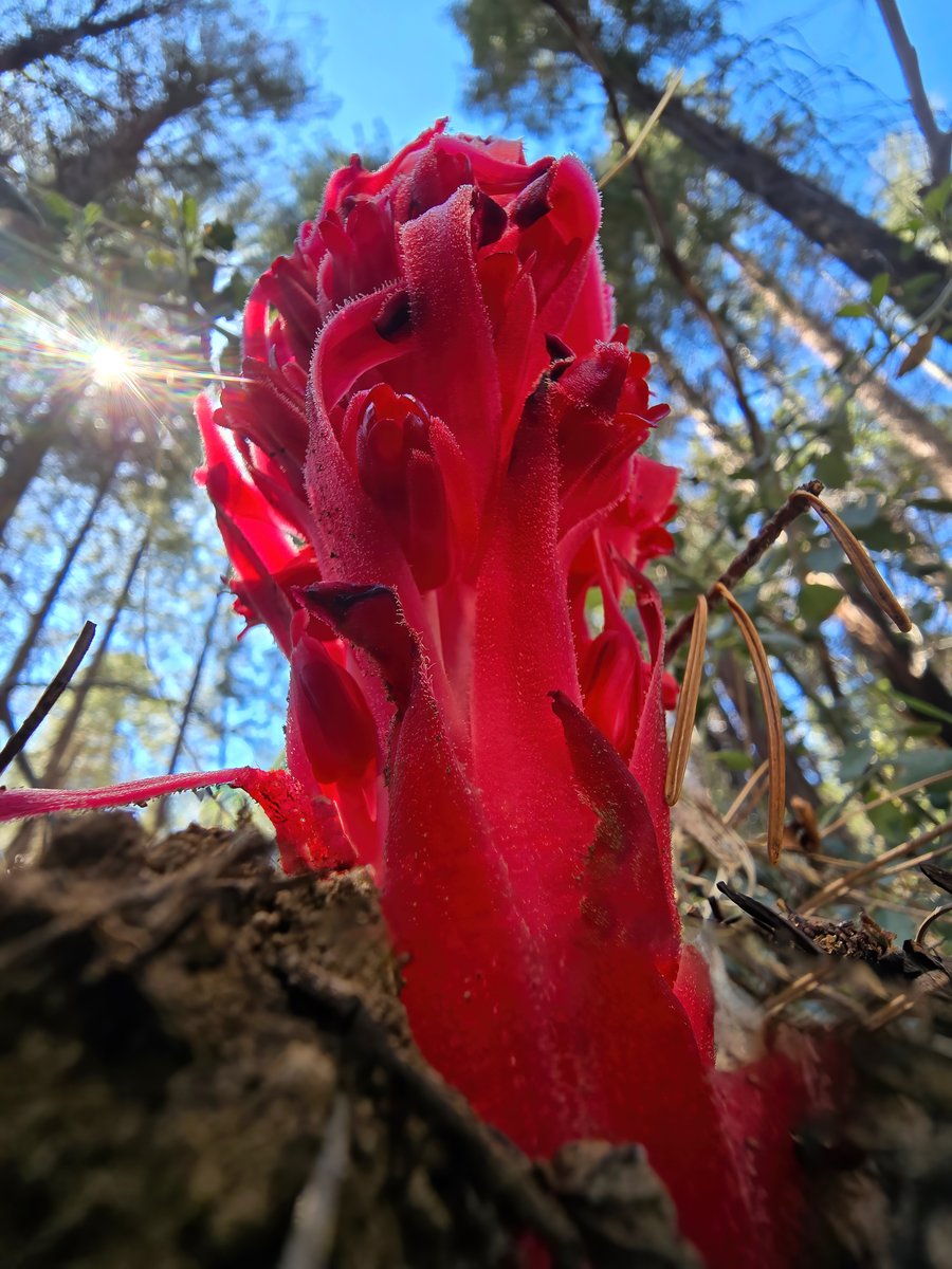 AlanRockefeller's tweet image. Sarcodes sanguinea found yesterday in the Tahoe National Forest.   This mycoheterotrophic plant parasitizes Rhizopogon ellenae and is endemic to California, northern Bana California and southern Oregon and fruits in the spring, often near morels.     #botany #sarcodes