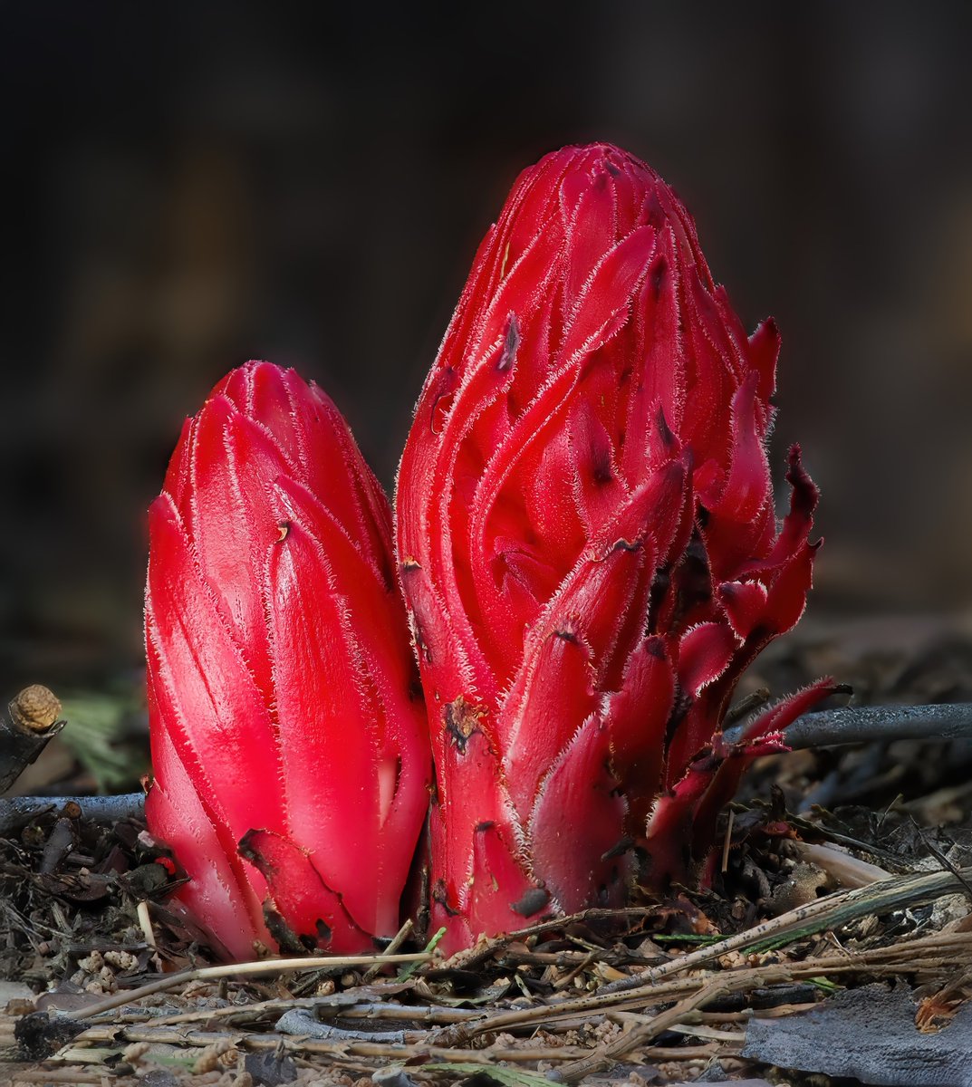AlanRockefeller's tweet image. Sarcodes sanguinea found yesterday in the Tahoe National Forest.   This mycoheterotrophic plant parasitizes Rhizopogon ellenae and is endemic to California, northern Bana California and southern Oregon and fruits in the spring, often near morels.     #botany #sarcodes