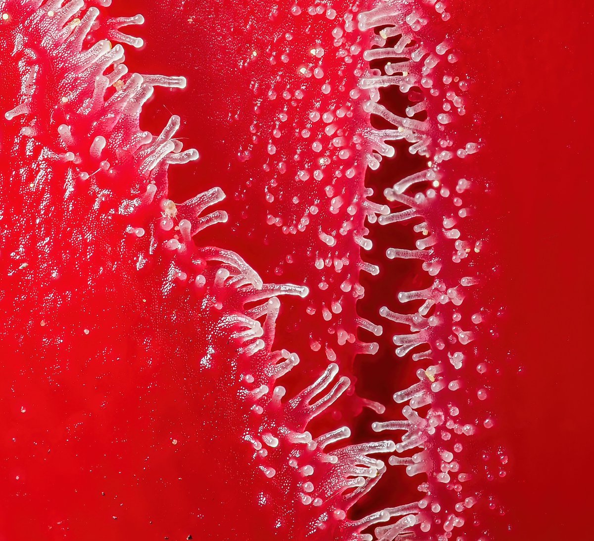 AlanRockefeller's tweet image. Sarcodes sanguinea found yesterday in the Tahoe National Forest.   This mycoheterotrophic plant parasitizes Rhizopogon ellenae and is endemic to California, northern Bana California and southern Oregon and fruits in the spring, often near morels.     #botany #sarcodes