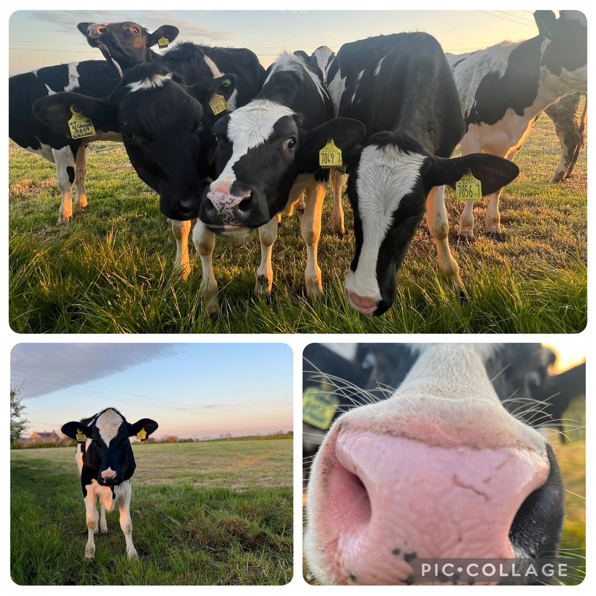 In view of @balmoralshow <a href="/EikonCentre/">EIKON EXHIBITION CENTRE</a> I thought I would remind you all that #nofarmersnofood - support those in the <a href="/Food_NI/">Food NI</a> Village #OurFoodPowerOfGood #supportlocal