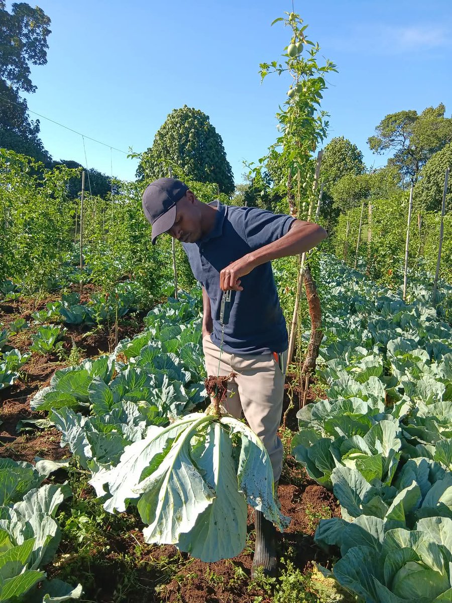 ckiprono_'s tweet photo. Two years down the line, I did passion fruits and cabbage farming.  

I share my African Business post to inspire some of tweeps here. 
@AgriGoGrow tufanye gani sasa. https://t.co/bs0xthw4e3