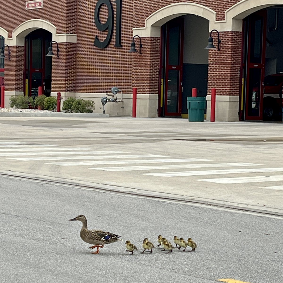 FishersFireDept's tweet image. 🐣🚒 This Mother’s Day, we're inspired by one determined mama leading her littles across Station 91.

To all moms and mother figures, thank you for your strength, love &amp;amp; guidance.

Special salute to our firefighter moms &amp;amp; the families who support them.  #MothersDay #FishersFire