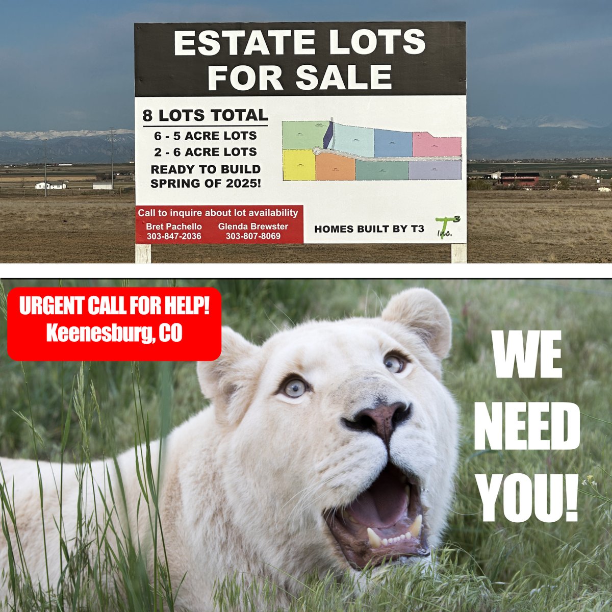 The Wild Animal Sanctuary (@animalsanctuary) on Twitter photo Urgent Call For Help! – Keenesburg, CO -The Sanctuary is in dire need of an attorney that can help protect the animals from developers who are blatantly violating the terms of a contract they have with our organization. 10 years ago two women <a href="/SherryWigaard/">Sherry Wigaard</a> and @Velois Smith Urgent Call For Help! – Keenesburg, CO -The Sanctuary is in dire need of an attorney that can help protect the animals from developers who are blatantly violating the terms of a contract they have with our organization. 10 years ago two women <a href="/SherryWigaard/">Sherry Wigaard</a> and @Velois Smith