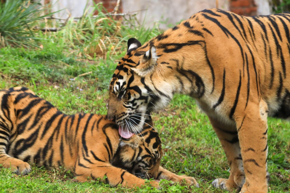 DisneyParks's tweet photo. Meet the incredible animal moms and their babies at Disney’s Animal Kingdom this Mother’s Day! 🐯🧡 https://t.co/Z9U7I89e8C https://t.co/Q9QJfKeIvB