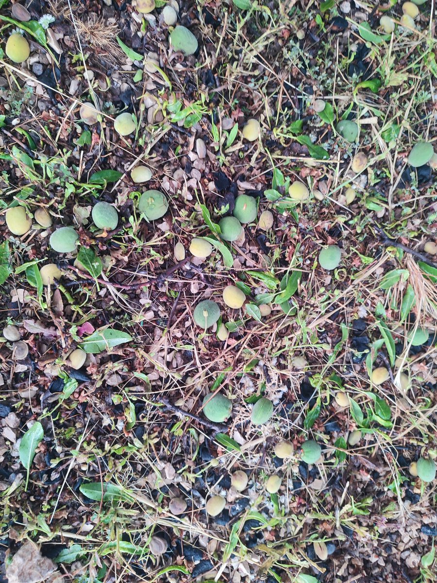 Resumen de la tarde del 10 de mayo de 2025 en #jumilla . Un desastre.
 <a href="/MeteoAltiplano/">MeteoAltiplano</a> <a href="/la7tele/">La 7</a> <a href="/ElTiempoA3/">El Tiempo de Antena 3</a> <a href="/tiempobrasero/">Tutiempo</a> <a href="/ElTiempo_tve/">El Tiempo en TVE</a>