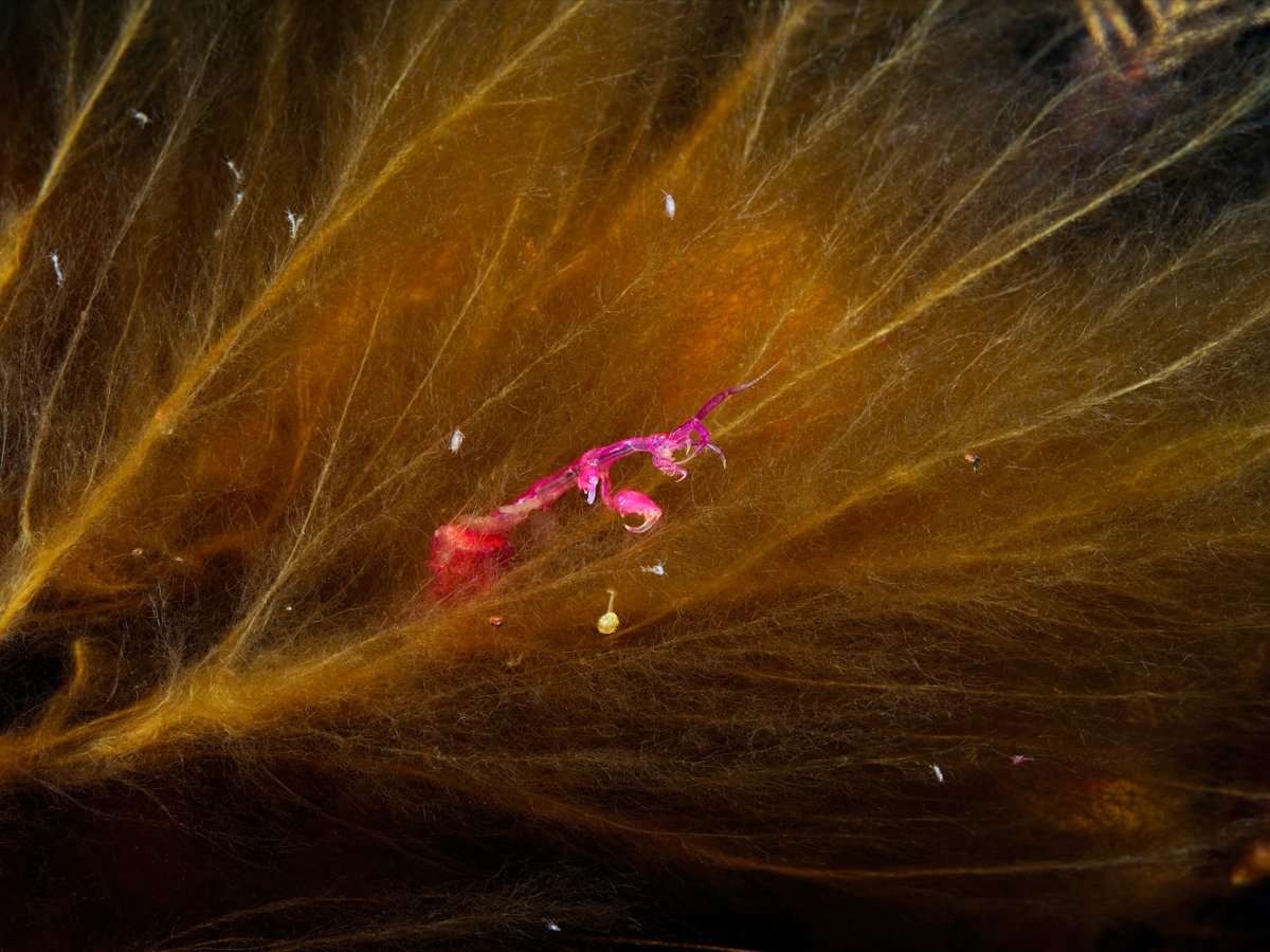 Skeleton shrimp Caprella septentrionalis is sticking out of a shaggy seaweed. How it doesn’t get tangled with all its antennas and claws is beyond my understanding.
