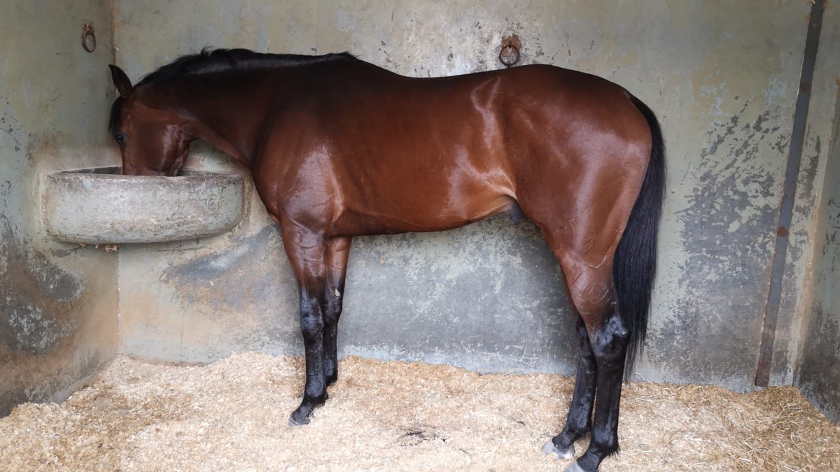 Mañana después de un merecido descanso reaparece Borondon en <a href="/HipodromoMadrid/">Hipódromo de La Zarzuela</a> con la monta de <a href="/DinisFerreira30/">Dinis Ferreira</a>. 
Vamos equipo!!🏇🙌