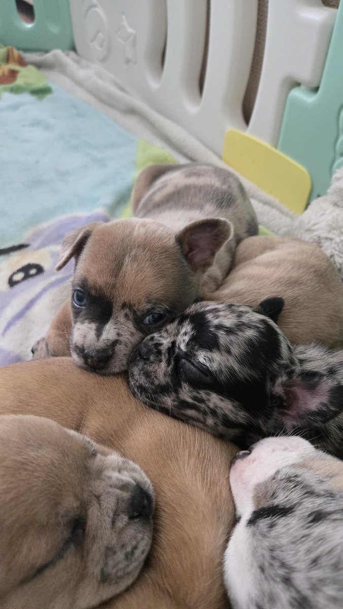 I'm not often on twitter these days, but guys!! 🥹 we visited a little pack of fluffballs today, and we fell in love 

❤️ Say hello to lil Odessa, short Odie ❤️ she will join us very soon at home