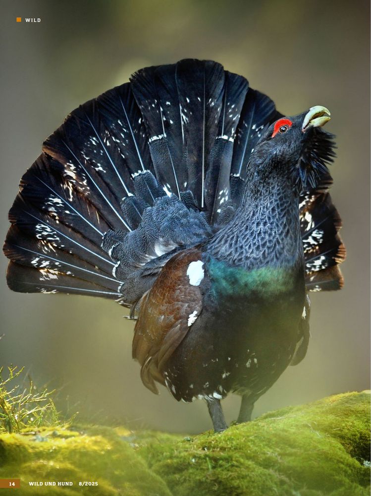 Nun ist es amtlich. Das Auerhuhn ist ein (Wald)Weidevogel. Egal! Ehe wir in den letzten Gebieten, wo wir noch ein paar davon haben, wieder Kühe rauslassen, importieren wir sie lieber aus Schweden.  Naturschutzgelder gibt es ja genug.