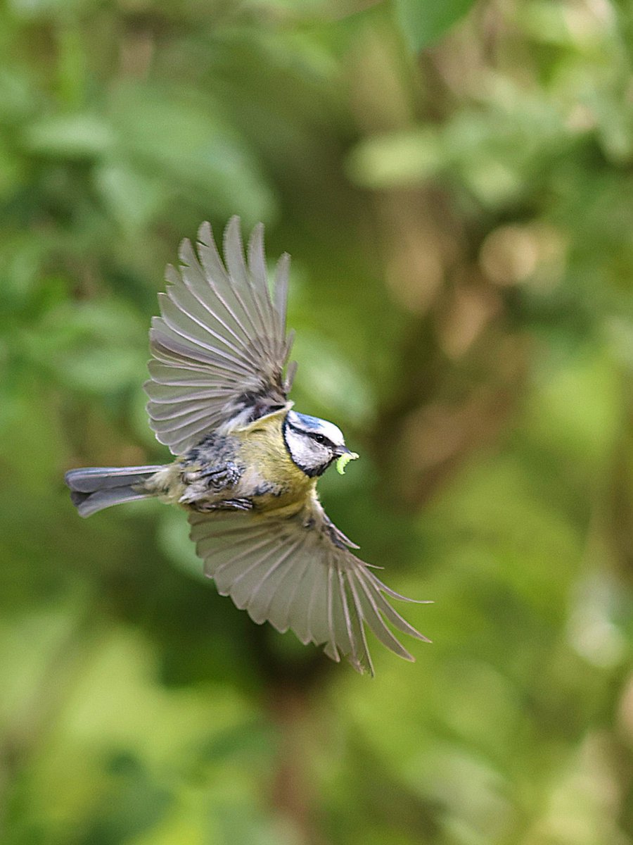 No footie today, so sat in the garden taking pics of the birds bringing food for their chicks. #bluetits