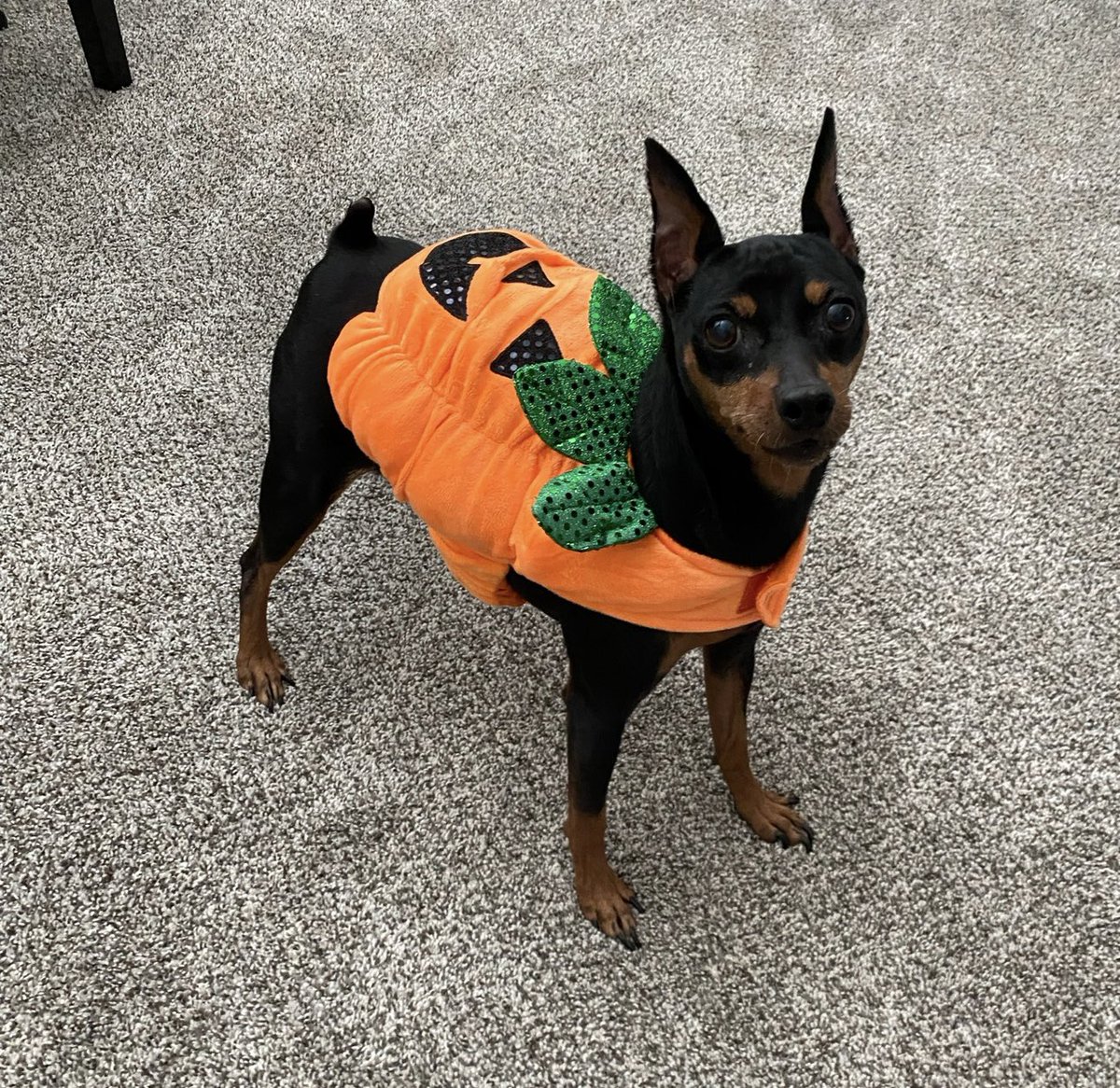 TheZennyBear tweet media