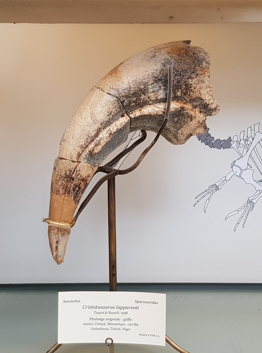 Cristatusaurus was a fragmentary spinosaur from Niger. Its validity has been a matter of debate, some suggesting it’s a synonym of Suchomimus and others arguing it’s a nomen dubium.