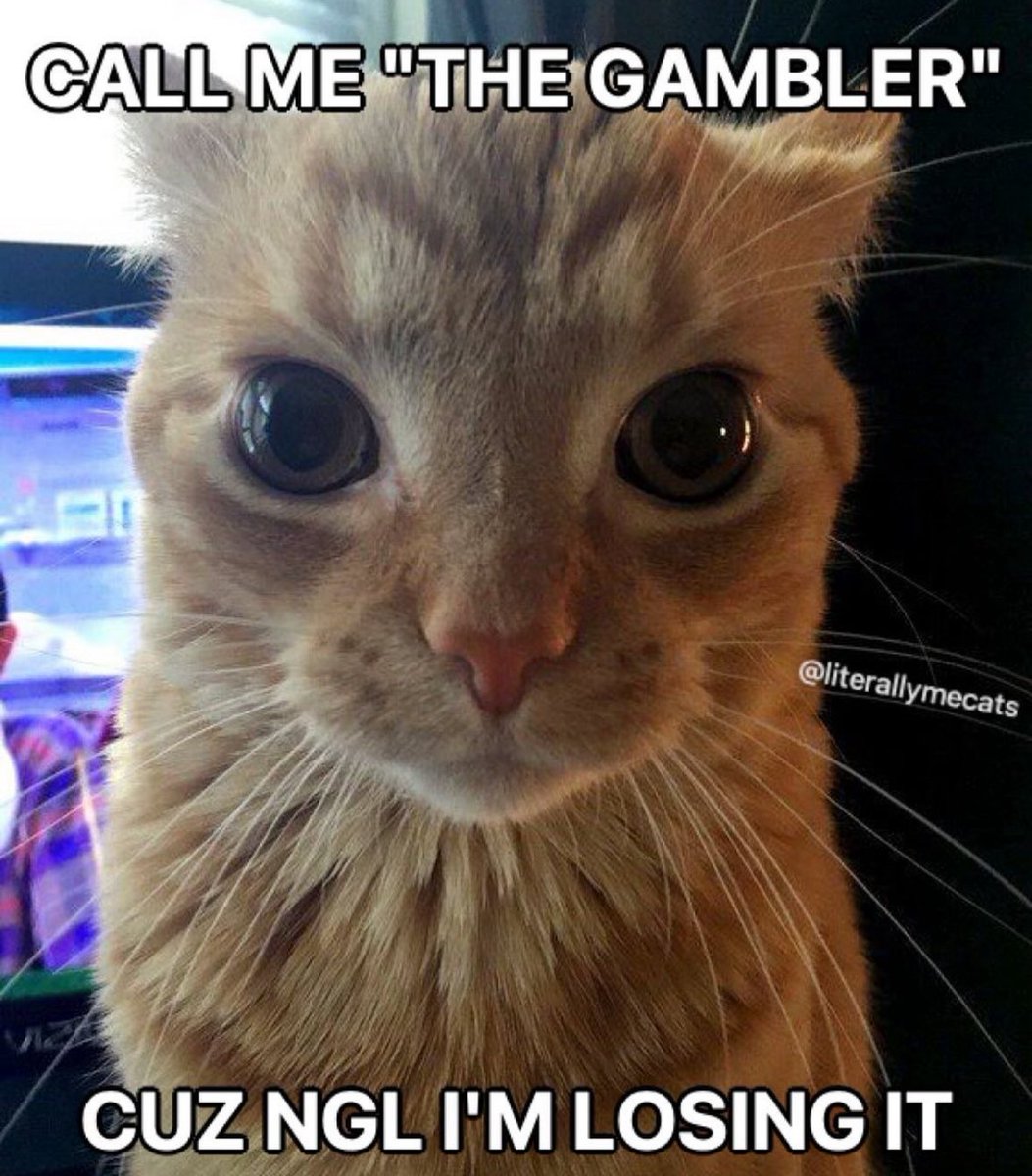 LiterallyMeCats (@literallymecats) on Twitter photo 