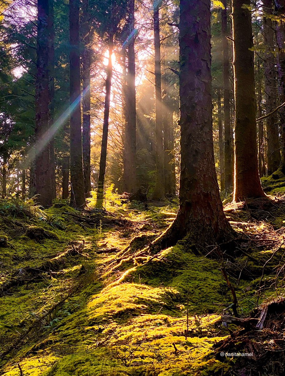 danitahamel's tweet image. Good morning!😃 👋🏻🫖☕️

Today’s photo theme is: Let there be light!🌅🌲

#LetThereBeLight