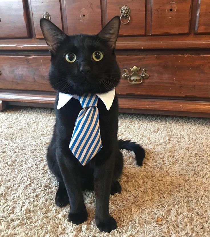 Black cats are not bad luck (@visualscat) on Twitter photo 