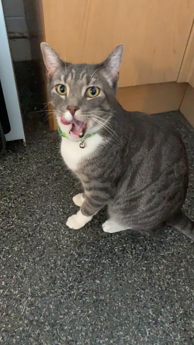 Simba! I can’t believe this time last year we said our final goodbye. I miss u meeting me by the door. U bought so much joy to us the 5 years we had u! I miss all of u.. cuddly u, funny u, moody u, stubborn u, affectionate u, just U! Miss and love you my baby boy Simba!!!!