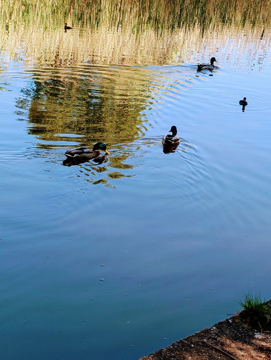 ╪ TESSIE💛MOCRAZY🐬💛🐬#TT30 tweet media