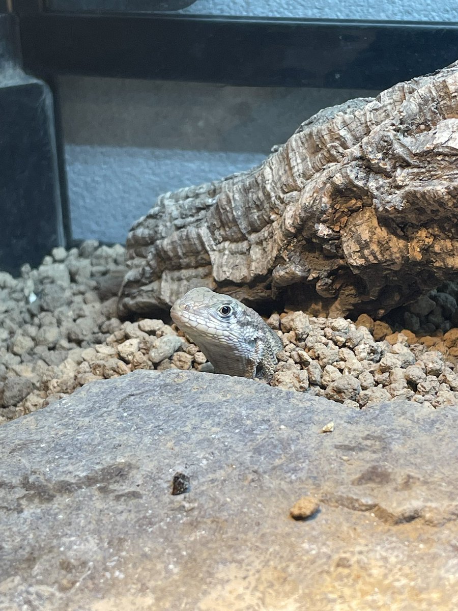 chi2222333356's tweet photo. 土からトカゲが生えてました🦎

#キタゼンマイトカゲ
#ゼンマイトカゲ https://t.co/Fp93xwUQOe