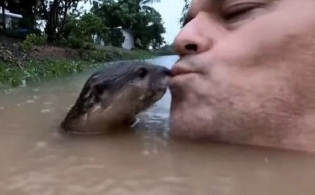 癒しの動物 tweet media