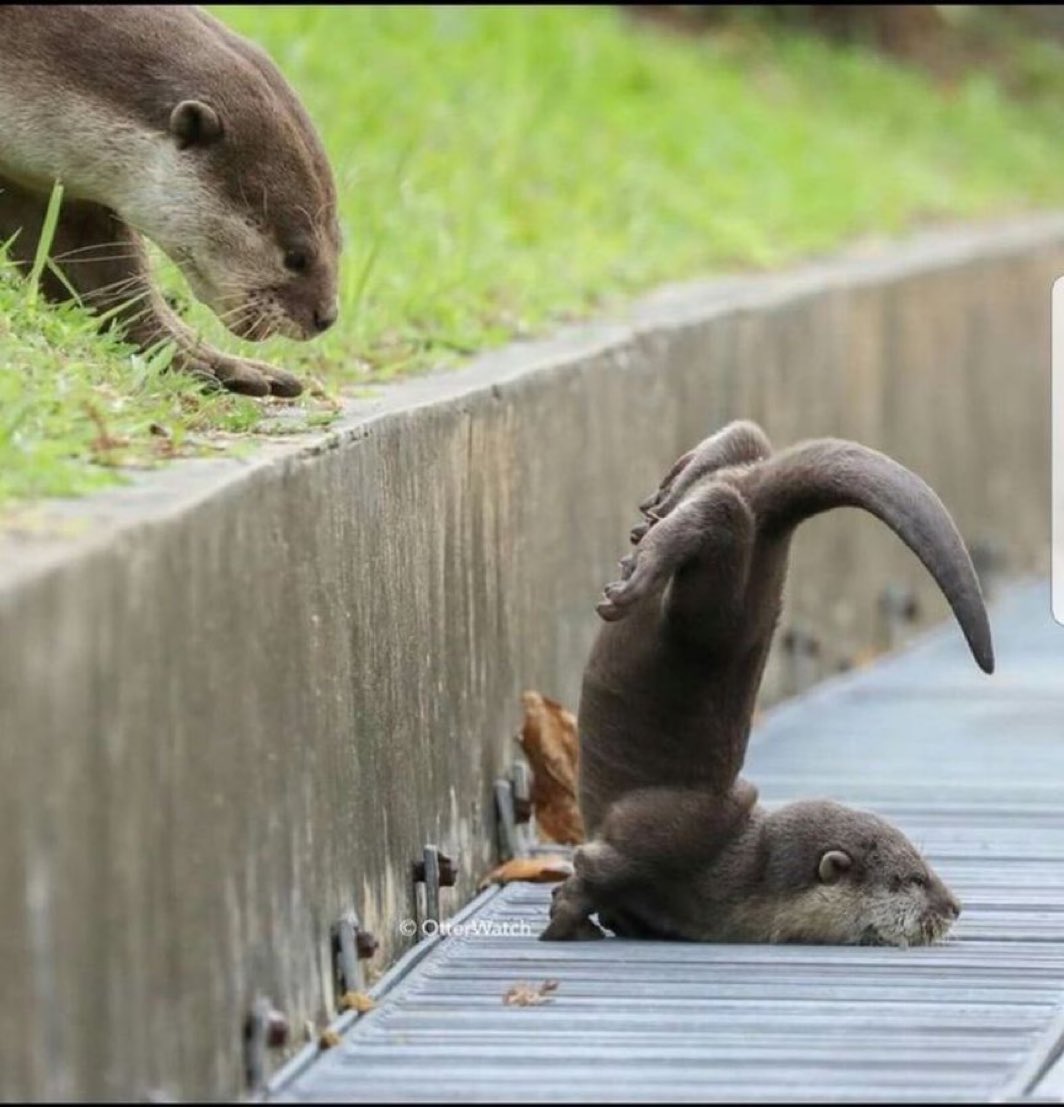 転んじゃったカワウソの赤ちゃん見て