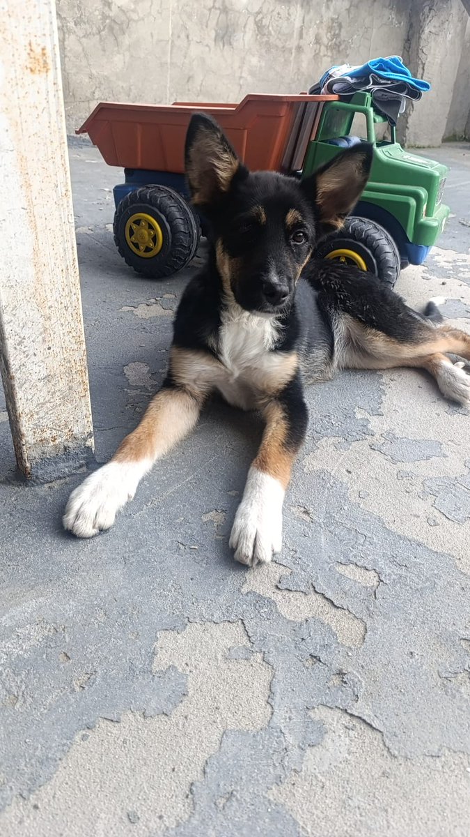 JeritzaSoler's tweet photo. Bn dia esta niña esta en hogar d paso xfavor ya no me dejan tenerla mas el dueño de la casa me la va a sacar yo no puedo moverme ayudemen a compartir mucho para podee buscarle un hogar pronto 3134925540 no quiero q vuelva a la calle https://t.co/L240wypYn0