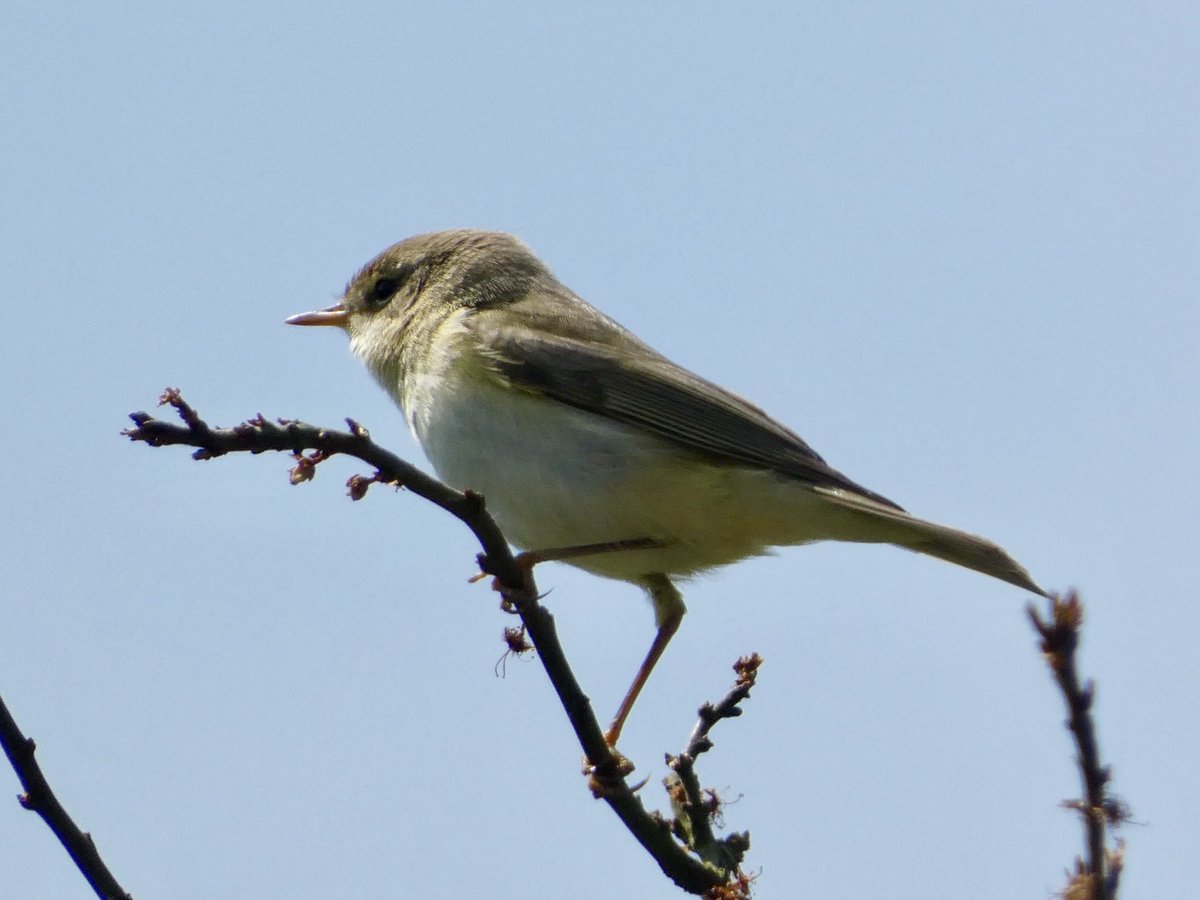 GaryWVC76's tweet image. Chiffchaff, Whitethroat, Azalea Leafminer and Helophilus pendulus. ⁦@TamVC77⁩ ⁦@ScottishBirding⁩ ⁦@BC_Scotland⁩