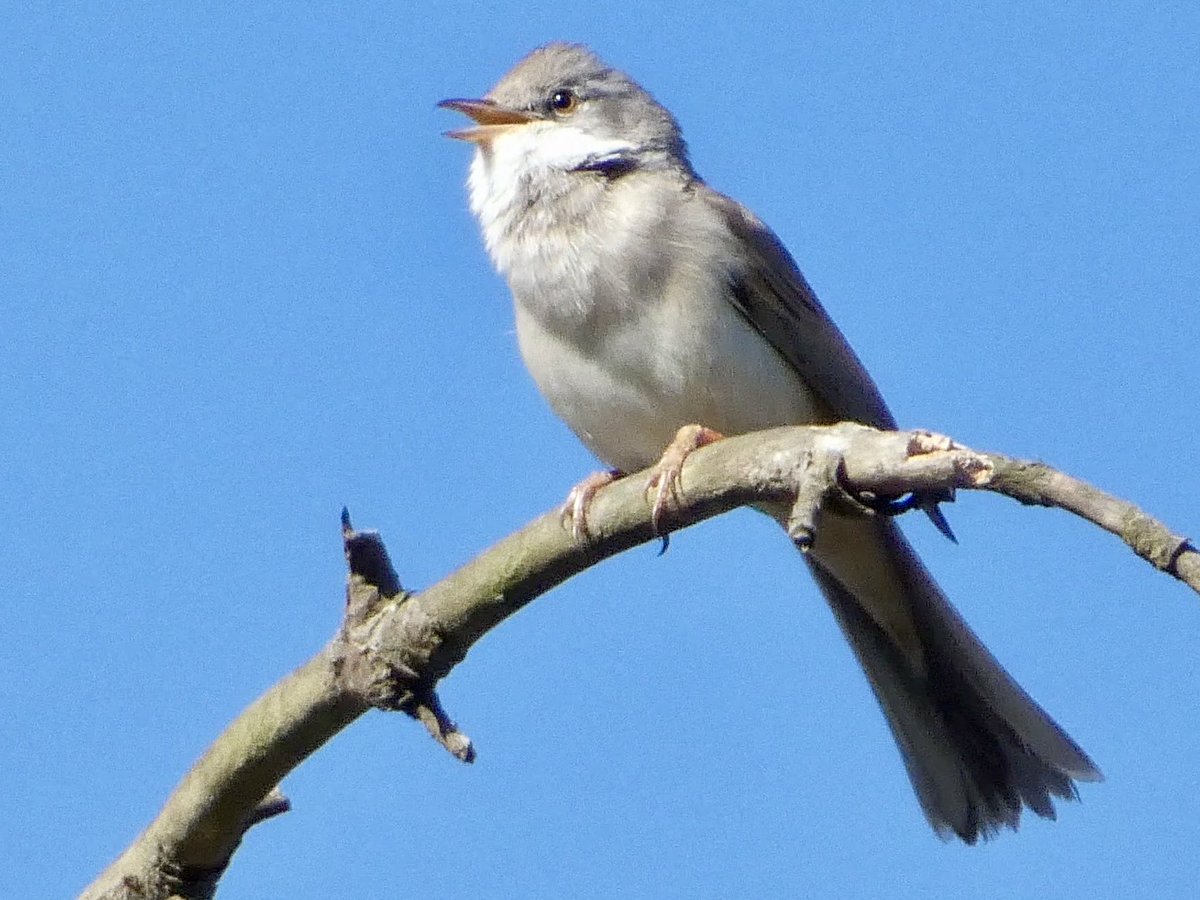 GaryWVC76's tweet image. Chiffchaff, Whitethroat, Azalea Leafminer and Helophilus pendulus. ⁦@TamVC77⁩ ⁦@ScottishBirding⁩ ⁦@BC_Scotland⁩