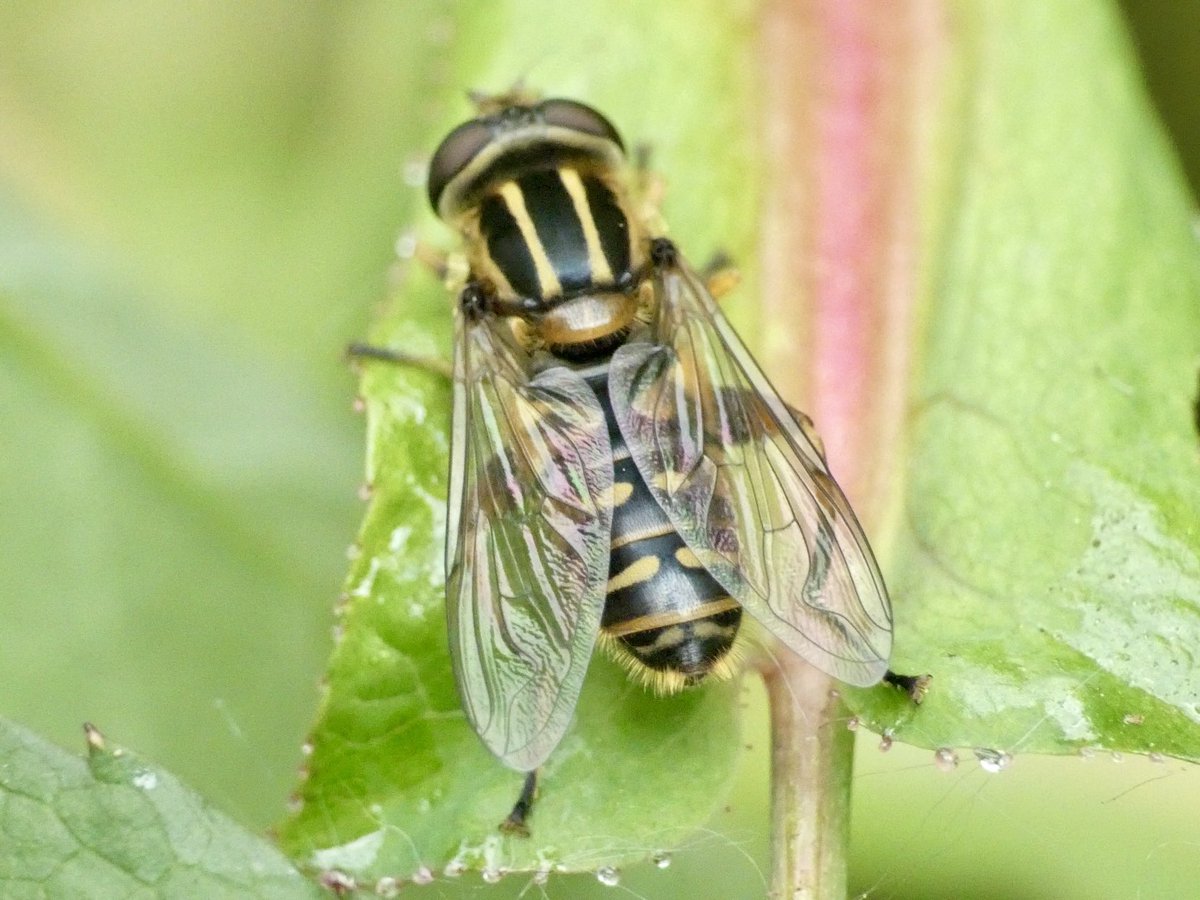 GaryWVC76's tweet image. Chiffchaff, Whitethroat, Azalea Leafminer and Helophilus pendulus. ⁦@TamVC77⁩ ⁦@ScottishBirding⁩ ⁦@BC_Scotland⁩