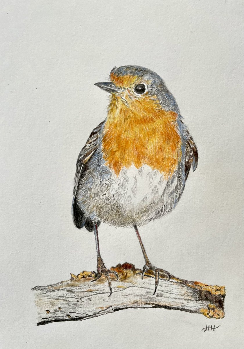This is my drawing of a robin ✍️ #robin #bird #drawing #art