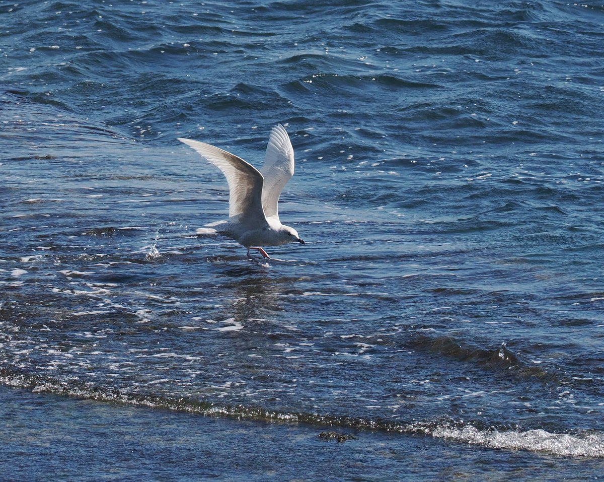 Andrew Whitehouse (@anthrobirder) on Twitter photo Despite the summery warmth, the Iceland Gull continues at Girdle Ness. Today it pattered through the rising tide below the foghorn. Despite the summery warmth, the Iceland Gull continues at Girdle Ness. Today it pattered through the rising tide below the foghorn.