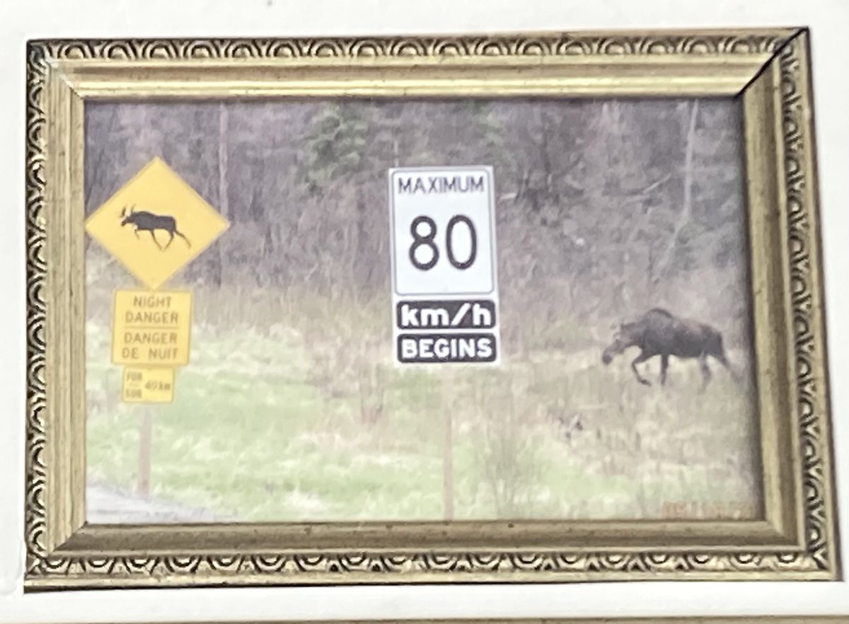 TedSmit66991036's tweet image. I waited for years to get this picture.
I had to wait til the moose was lifting its leg. Like in the picture.