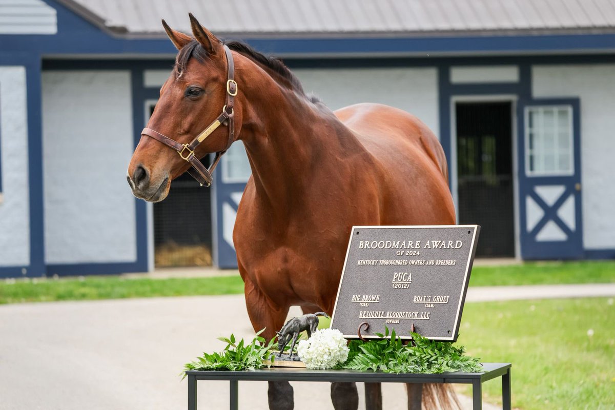 Jstewartrr (@jstewartrr) on Twitter photo To show <a href="/resracingky/">Resolute Racing</a> appreciation for everyone that bought a share of “Preaky” so far, PUCA will be donating one of her worn halters to one of the lucky new owners.
Repost this and tag @myracehorse and we will send give the halter to one of the lucky new owners who can pick it To show <a href="/resracingky/">Resolute Racing</a> appreciation for everyone that bought a share of “Preaky” so far, PUCA will be donating one of her worn halters to one of the lucky new owners.
Repost this and tag @myracehorse and we will send give the halter to one of the lucky new owners who can pick it