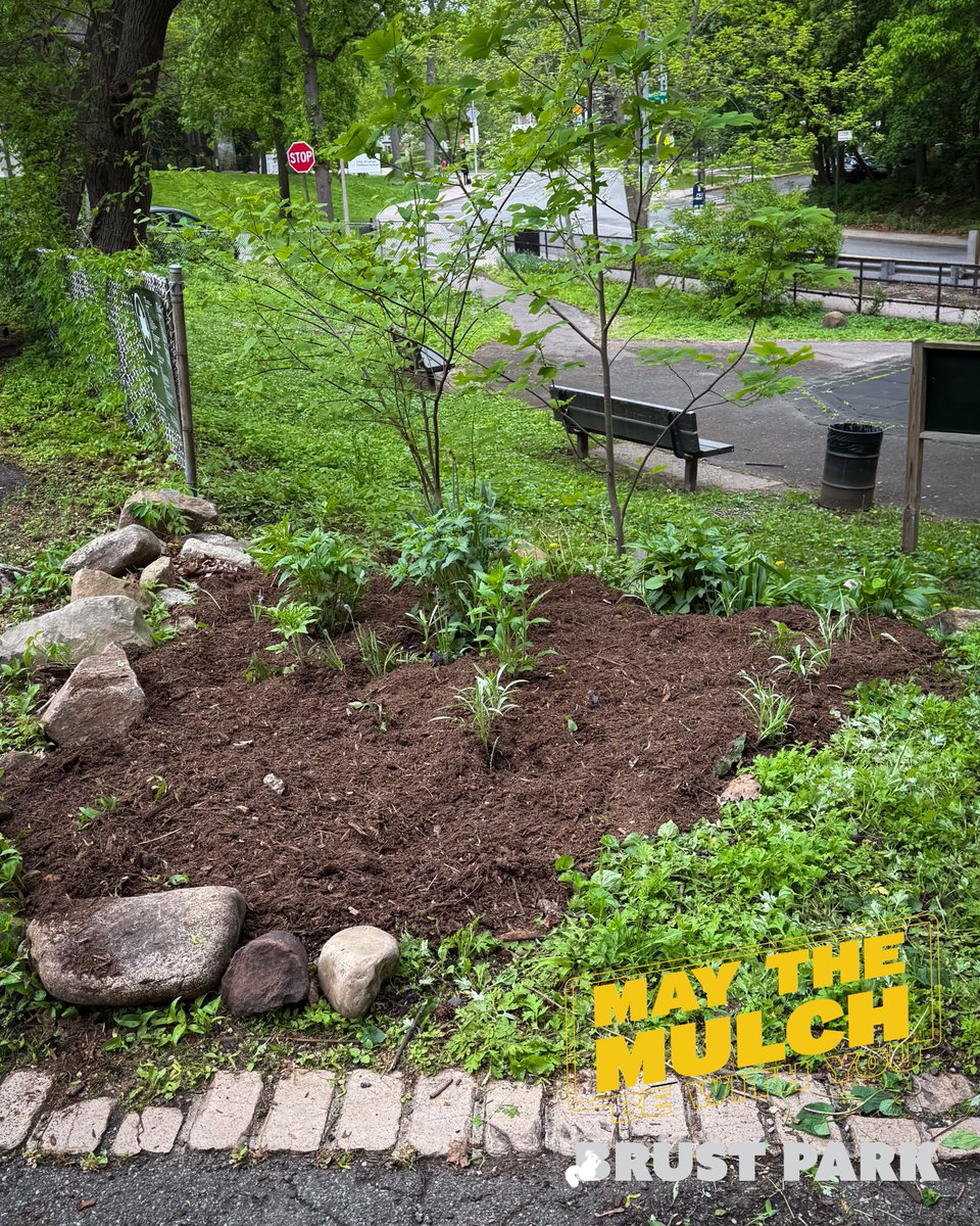 BrustParkBronx's tweet photo. You don’t need a big crew to make a big impact.
Just time, sweat, and care.

Brust Park’s getting its love back, one patch at a time.
Ep III of IV

#ResultsMatter #RoamingSteward #ParksNYC #BronxLove #BrustPark #ItsMyPark  #GreenerBronx #QuietLeaders @NYCParks @PfPNYC https://t.co/stBHqzAnlT
