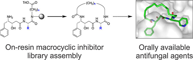 IOCBPrague's tweet image. #research #medchem #antifungals

On-Resin Assembly of Macrocyclic Inhibitors of Cryptococcus neoformans May1: A Pathway to Potent Antifungal Agents (Kryštůfek, Verner, Šácha, Hadzima, Trajhan, Starková, Tloušťová, Dvořáková, Pecina, Brynda, Chalupský, Hájek, Boucher, Majer,