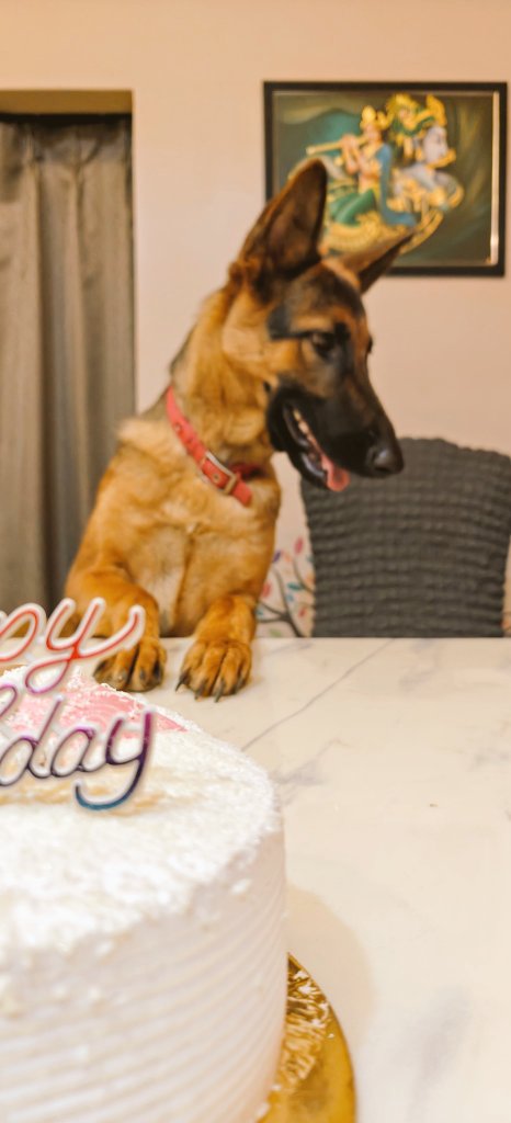 didntuknowdev's tweet photo. Leeza turns 1 today!
In 1 year, sheโs mastered the art of stealing socks, barking at invisible threats, and giving us the โI deserve more treatsโ look.
Happy birthday to the real boss of the house!
#HappyBirthdayLeeza #GermanShepherd #DogHumor #PawtyTime https://t.co/7paKW1Mooz