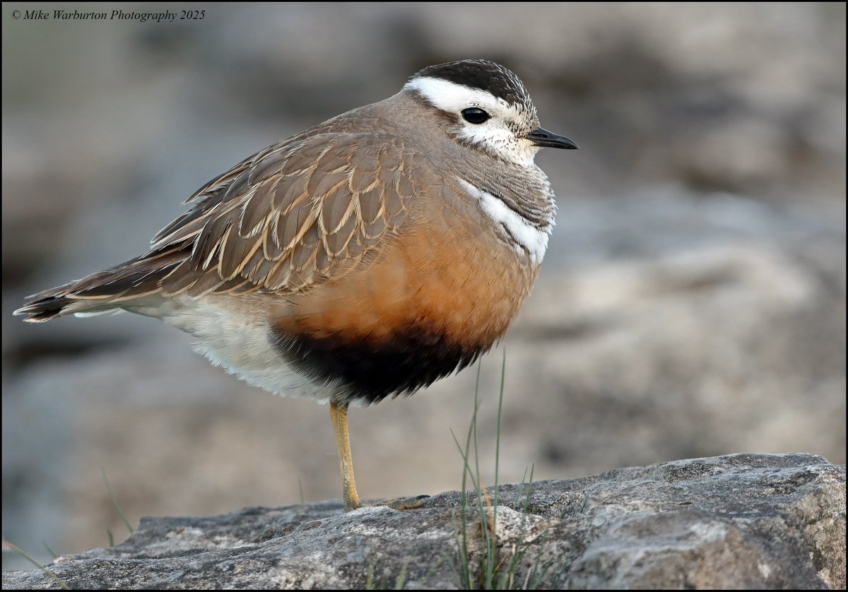 Mike Warburton (@_mikewarburton) on Twitter photo An amazing hour at dawn with four #Dotterel on passage in the #BreconBeacons the other day :) <a href="/CanonUKandIE/">Canon UK and Ireland</a> <a href="/WildlifeMag/">BBC Wildlife</a> <a href="/BBCSpringwatch/">BBC Springwatch</a> <a href="/BannauB/">Bannau Brycheiniog (Brecon Beacons) National Park</a> <a href="/Natures_Voice/">RSPB</a> <a href="/_BTO/">BTO</a> <a href="/RSPBCymru/">RSPB Cymru</a> #Wales #birds #wildlife #nature #moorland #mountain #upland <a href="/NatGeoPhotos/">Nat Geo Photography</a> An amazing hour at dawn with four #Dotterel on passage in the #BreconBeacons the other day :) <a href="/CanonUKandIE/">Canon UK and Ireland</a> <a href="/WildlifeMag/">BBC Wildlife</a> <a href="/BBCSpringwatch/">BBC Springwatch</a> <a href="/BannauB/">Bannau Brycheiniog (Brecon Beacons) National Park</a> <a href="/Natures_Voice/">RSPB</a> <a href="/_BTO/">BTO</a> <a href="/RSPBCymru/">RSPB Cymru</a> #Wales #birds #wildlife #nature #moorland #mountain #upland <a href="/NatGeoPhotos/">Nat Geo Photography</a>