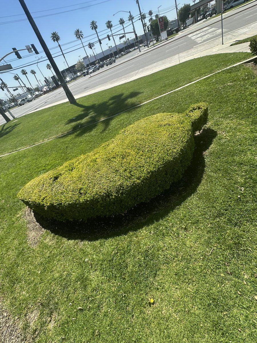 Deanna Orlando (@deannaorlando) on Twitter photo Had to stop by <a href="/Chilis/">Chili's Grill & Bar</a> Orange to give Beto his prize for our sense of belonging photo contest. Also found this gem our amazing landscaper did for us, a Chiliās shaped bush!! Had to stop by <a href="/Chilis/">Chili's Grill & Bar</a> Orange to give Beto his prize for our sense of belonging photo contest. Also found this gem our amazing landscaper did for us, a Chiliās shaped bush!!