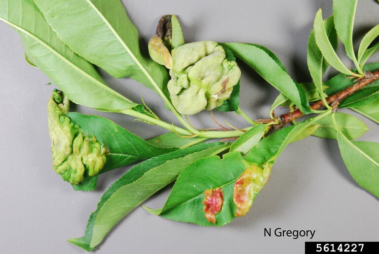 Peach leaf curl in home orchards this spring. This fungal plant disease results from Fall infection, but symptoms show when leaves unfurl in Spring. Control includes use of copper fungicides November through March. Management now is removal/disposal of affected leaves.